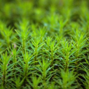 Moss Sponge