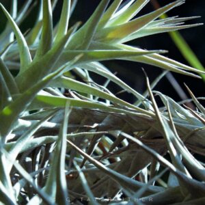 Soft Thornbush