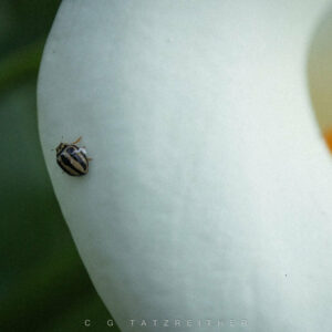 Pollen Seeker