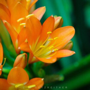 Clivia Oranje
