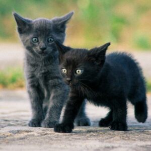 Siblings