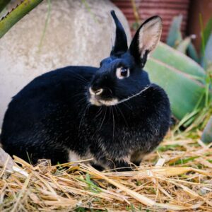 Champion Bunny