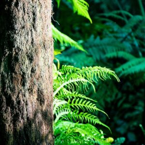 Deep Jungle Vibes