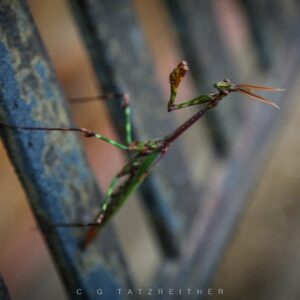 Mantis Preying